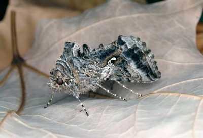 Cabbage looper adult. The adult is ca 2.5 cm in length and mottled, grayish-brown. The wingspan is ca. 4 cm. (c) Courtesy EcoPort (http://www.ecoport.org): Joseph Berger, www.insectimages.org
