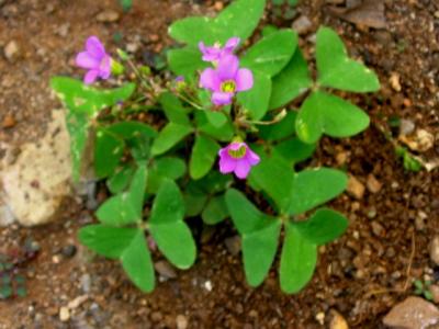 Oxalis latifolia. © A.A. Seif