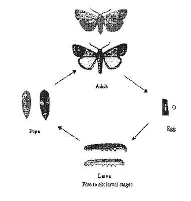 Lifecycle of armyworm. 10 to 300 eggs are laid by an adult female moth, on the leaves. The eggs are white and become dark brown just before hatching (about 0.5 mm in diameter). Depending on temperature the eggs hatch after 2 to 5 days. (c) IRRI Rice doctor