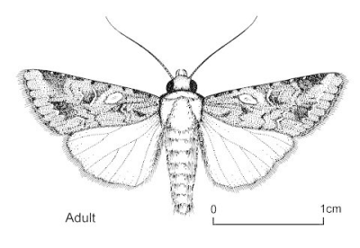 Armyworm, adult moth - line drawing. Stout-bodied moths of typical noctuid appearance, 1.4 to 1.8 cm long with a 2.9 to 3.2 cm wingspan. (c) Dennis S. Hill. Reproduced from the Crop Protection Compendium, 2004 Edition. � CAB International, Wallingford, UK, 2004.
