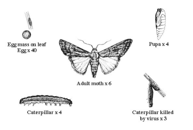 Armyworm, life stages - line drawing. Egg ca 0.5 mm diameter, conical with a slightly rounded apex. Gregarious larvae with velvety-black upper surface with pale lateral lines, green or yellow ventral surface. Pupae mahogany-brown, 10-14 mm long, with a smooth, shiny surface. (c) Dennis S. Hill. Reproduced from the Crop Protection Compendium, 2004 Edition. � CAB International, Wallingford, UK, 2004.