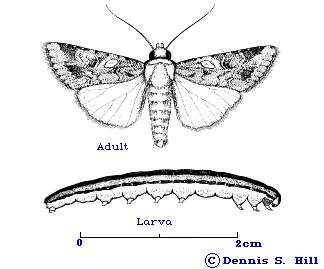 Armyworm, adult and caterpillar - line drawing. The pupa is red-brown and is approximately 2 cm long. Adults have a wingspan of about 3cm. (c) Dennis S. Hill. Reproduced from the Crop Protection Compendium, 2004 Edition. � CAB International, Wallingford, UK, 2004.
