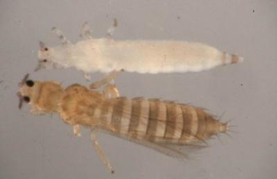 Adult and immature thrips (Thrips tabaci). Immatures (on top) are wingless and generally are light colored. Immatures are generally light colored without wings. Adults vary in color and have four wings lined with long hairs. The adult has four wings lined with long hairs, it is about 1-1.5mm small. (c) Courtesy EcoPort (http://www.ecoport.org): Alton N. Sparks, Jr., The University of Georgia