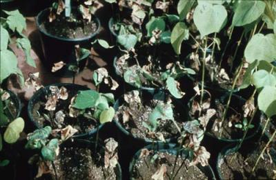 Damping-off on beans (Rhizoctonia solani) (c) Jürgen Kranz, Courtesy of EcoPort, www.ecoport.org