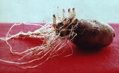 Damping-off of potato (c) Courtesy EcoPort (http://www.ecoport.org): Jürgen Kranz