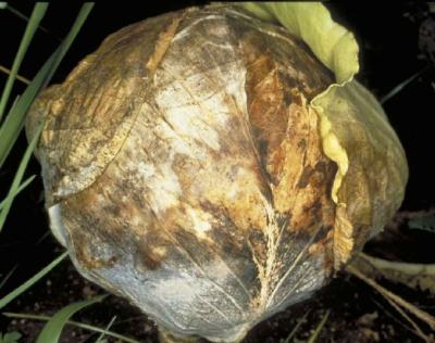 Damping-off (Rhizoctonia solani) on brassica. (c) McKenzie, LandCare Ltd., Courtesy of EcoPort