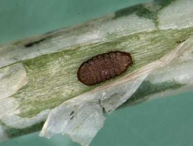 Leafminer (Liriomyza sativae) pupa within tunnel of onion. They are oval, slightly flattened and about 1 - 2 mm long. (c) Whitney Cranshaw, Colorado State University, Insect Images (www.insectimages.org)