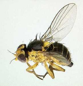 Leafminer adults (Liriomyza trifolii) are flies, they are very small, about 1 mm body length. (c) Georg Goergen (Courtesy of Ecoport, www.ecoport.org)