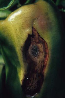 Anthracnose (Colletotrichum capsici) on sweet pepper (Capsicum annuum) (c) Jürg Kranz (Courtesy of EcoPort, www.ecoport.org)