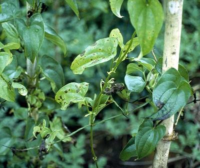 Anthracnose (Glomerella cingulata) on yam (Dioscorea alata). On cotyledons and leaves, lesions are often dark, necrotic, angular or irregular in shape. They may be pale with less necrosis. A more general spreading necrosis turning to a leaf blight may also occur. (c) Courtesy EcoPort (http://www.ecoport.org): Grahame Jackson