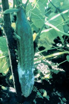 Damping-off disease - Phytium sp. on Cucumber (c) Gerlach W. (Courtesy of EcoPort, www.ecoport.org)