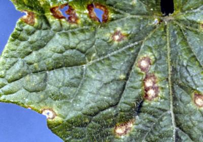 Anthracnose (Colletotrichum orbiculare) damage to pumpkin leaf (Cucumis sativus). (c) Clemson University - USDA Cooperative Extension Slide Series, www.insectimages.org
