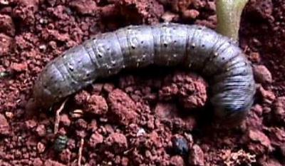 Cutworm (Agrotis sp.) Early instars are about 7-12 mm long. Fully grown caterpillars are 35-50 mm long. (c) A.M. Varela, icipe
