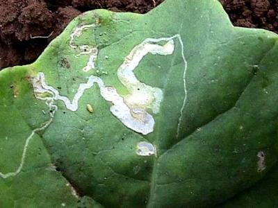 Mines cause by maggots, and a pupa of leafminer flies (c) A.M. Varela, icipe