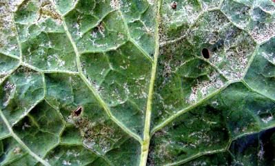 Thrips damage on lower leaf surface (c) A.A. Seif. icipe