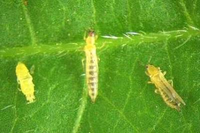 The Western flower thrips (Frankliniella occidentalis). Close-up, immature thrips (left) and adults. Very much enlarged. Real size (0.9 to 1.1 mm) (c) M. Billah, icipe