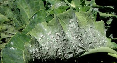 Cabbage whiteflies (c) A.M. Varela, icipe