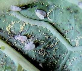 Adults and eggs of the cabbage whitefly (Aleyrodes proletella). (c) A. M. Varela, icipe