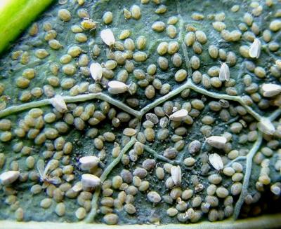 Adults and immature stages of the cabbage whitefly (Aleyrodes proletella). (c) A. M. Varela, icipe