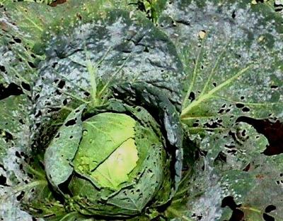 Powdery mildew on cabbage (c) A.M. Varela, icipe