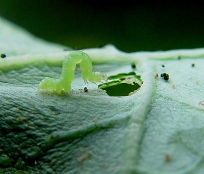 Young cabbage looper feeding on a kale leaf. Mature caterpillar reach 3 to 4 cm in length. (c) A. M. Varela, icipe