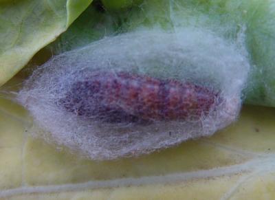 Pupa of the cabbage looper. During its last larval stage the caterpillar spins a cocoon. (c) A. M. Varela, icipe