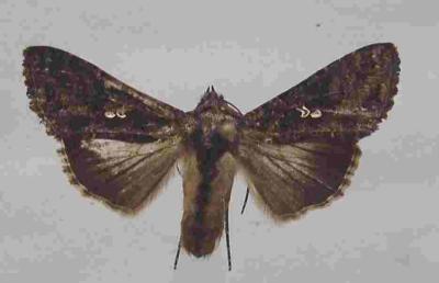 Moth of the cabbage moth. Real size: ca 2.5 cm in length, wingspan is ca. 4 cm (c) A. M. Varela, icipe