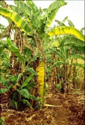 Fusarium wilt symptoms (Fusarium oxysporum f.sp. cubense) on banana leaves. Banana cultivar 'Bluggoe' with yellowing symptoms on lower leaves (c) A. A. Seif, icipe