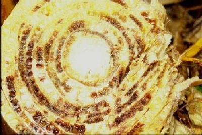 Pith discolouration of banana pseudostem caused by Fusarium wilt. (c) A. A. Seif, icipe