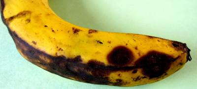 Anthracnose (Colletotrichum musa) on banana. As is in most fruits, symptoms manifest during ripening of the fruits. They are round, sunken, dark brown to black in colour, and when it is damp they become covered with a mass of pink spores (c) A.A. Seif, icipe