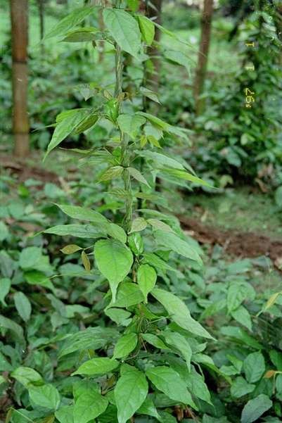 Gnetum africanum in a nursery, Limbe,Cameroon.