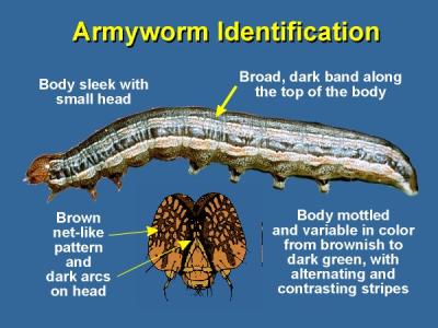 Armyworm identification. The caterpillars can eat the entire leaves of field crops and grasses. When feeding, they chew from the leaf edges until only the midrib is left. They feed on various crops and grasses during their migration, and often bare crops Armyworm identification. The caterpillars can eat the entire leaves of field crops and grasses. When feeding, they chew from the leaf edges until only the midrib is left. They feed on various crops and grasses during their migration, and often bare crops
