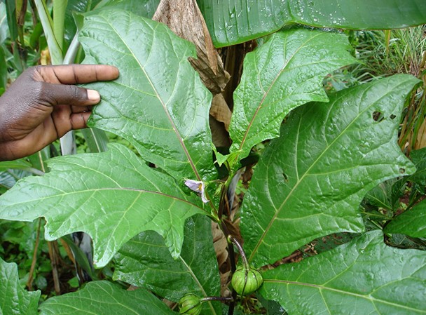 Solanum macrocarpon, a fruit and leafy vegetable. Ⓒ Maundu, 2005