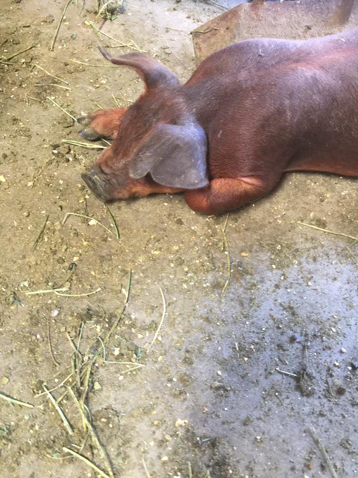 Pigs New With Animal Welfare Information