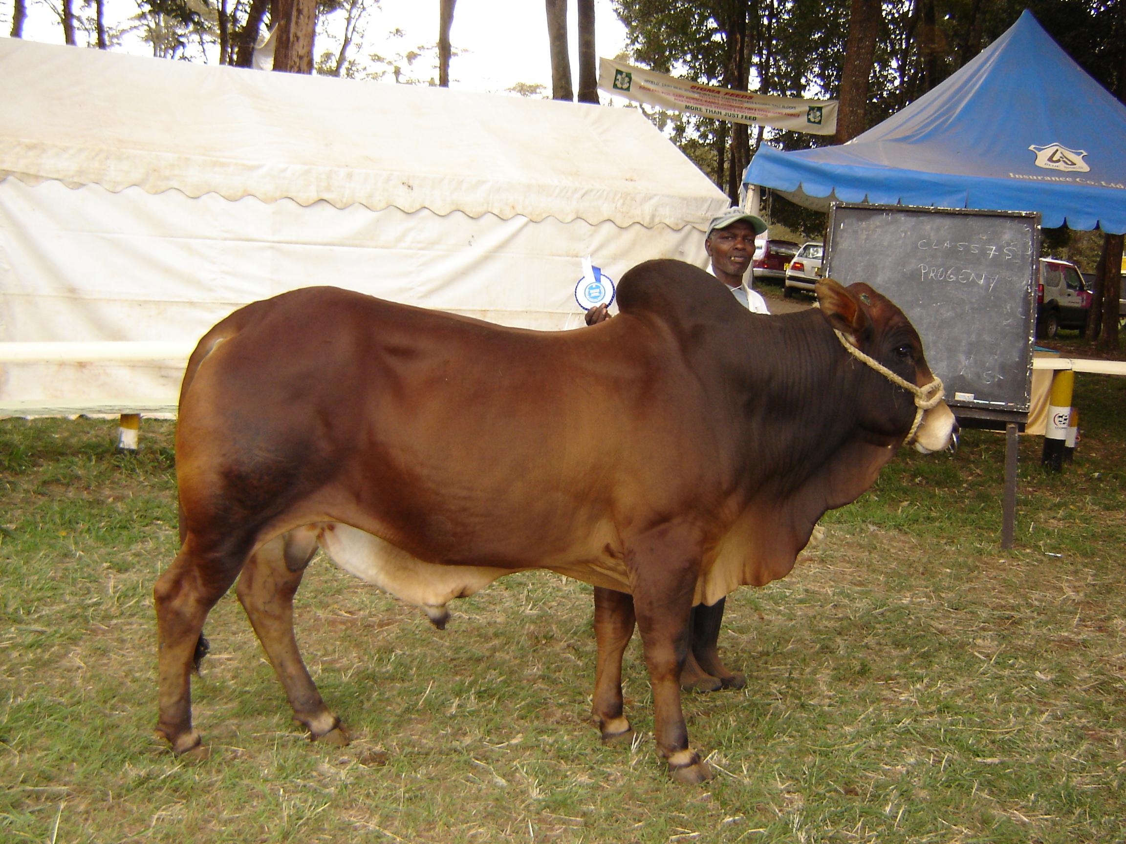 Cattle Breed Comparison Chart