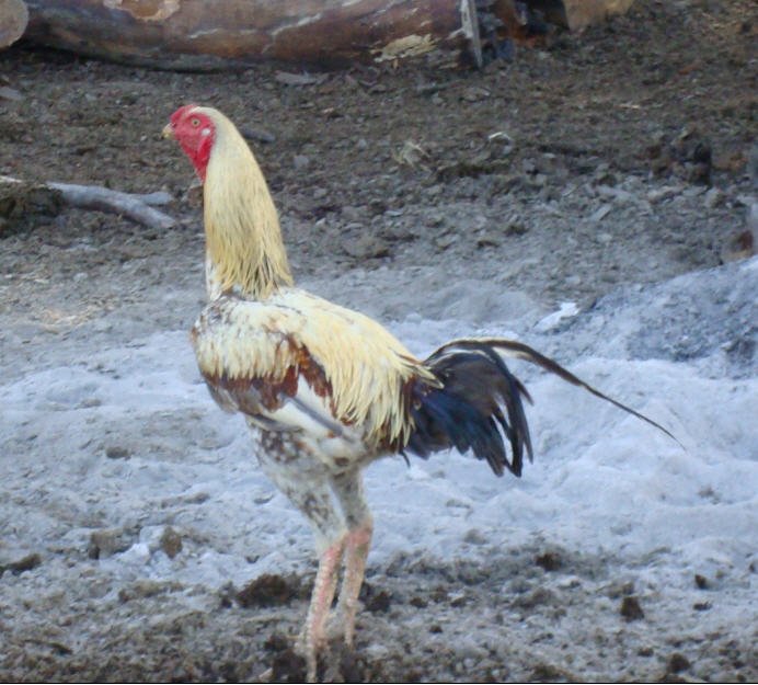 Chicken New With Animal Welfare Information Infonet Biovision Home