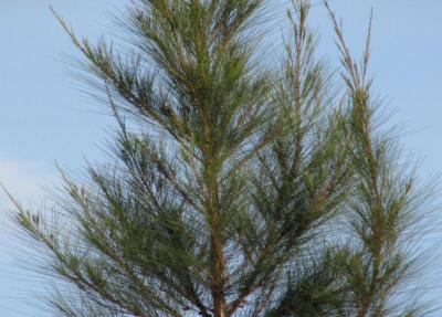Whistling pine | Infonet Biovision Home. oak tree diagram 