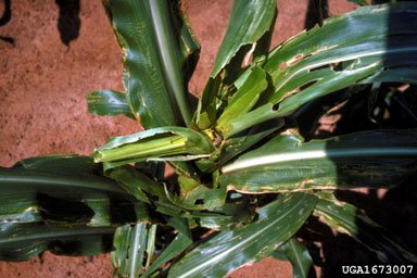Fall armyworm  (Spodoptera frugiperda) damage on Maize
