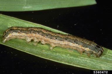 Fall armyworm larva (<i>Spodoptera frugiperda</i>)