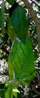 Weaver ant nest on a citrus tree