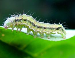 African bollworm on French beans