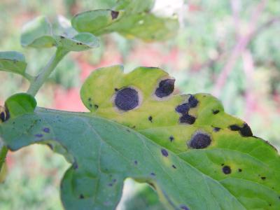 Early blight on tomato leaf