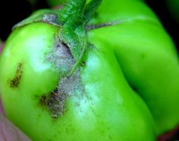 Thrips damage on tomato