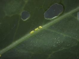 Eggs of the diamondback moth