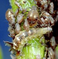 Hover fly larva. 