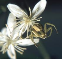 Crab spider