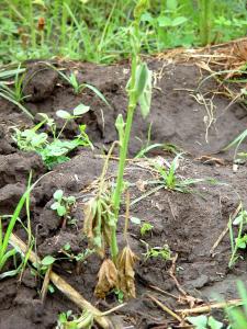 Wilting of okra plant due to Fusarium wilt