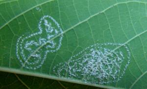 Eggs of spiralling whitefly