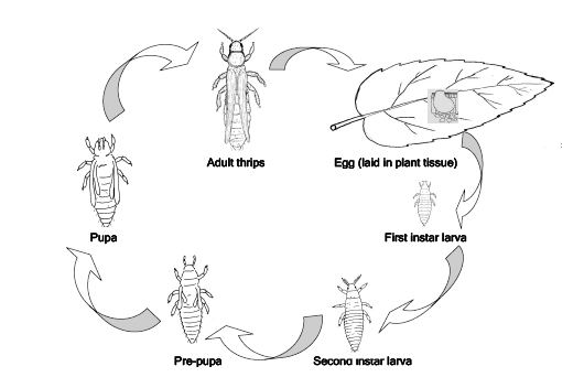 Thrips life cycle