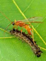 Braconid wasp